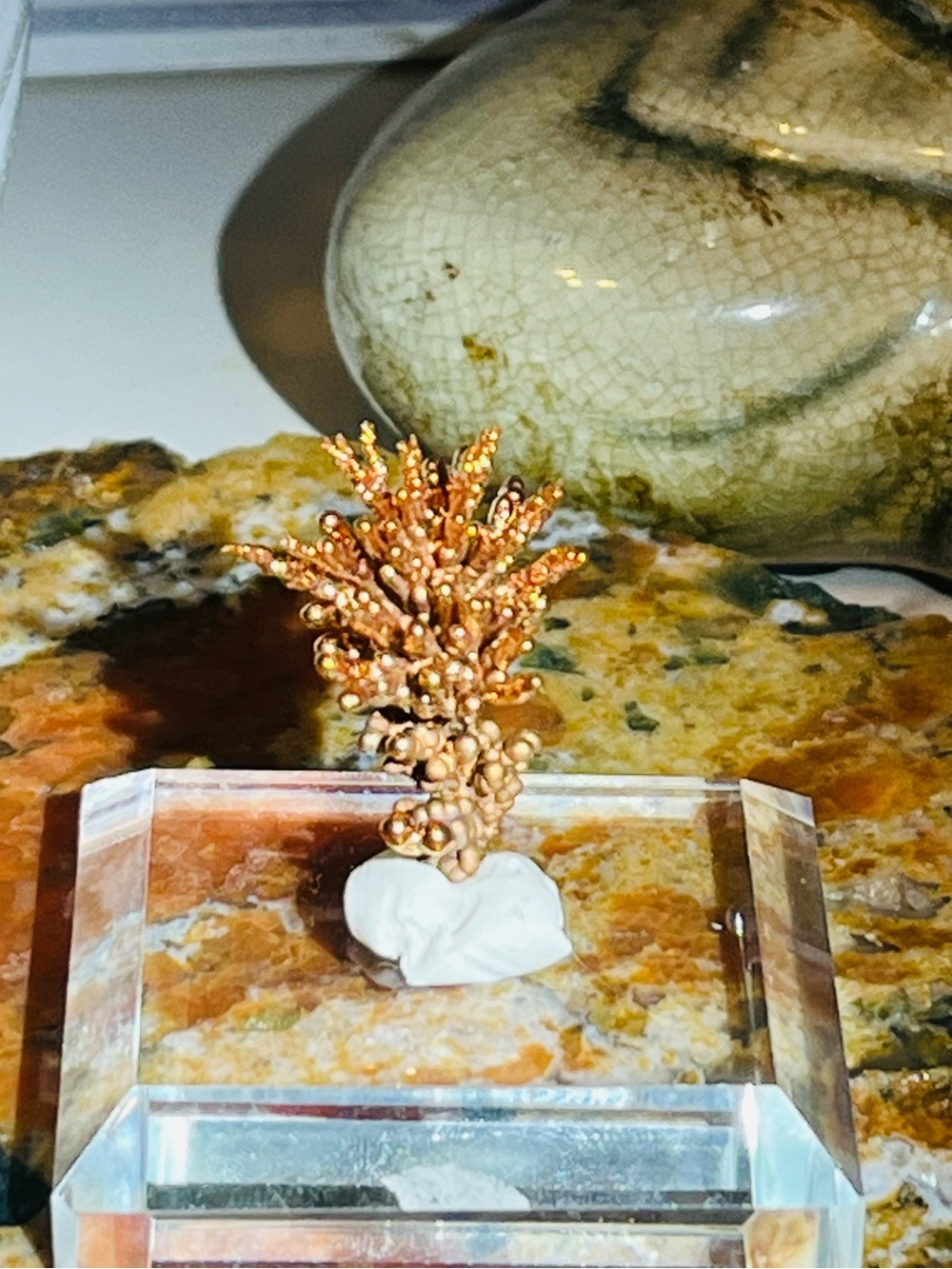 Copper 🪸 - Picture 1 of 3